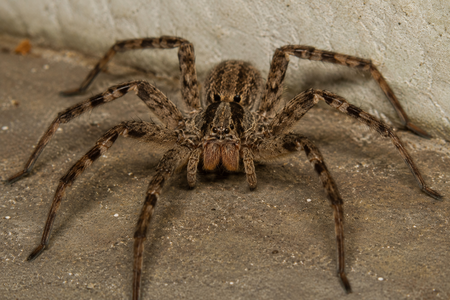 Aranha armadeira