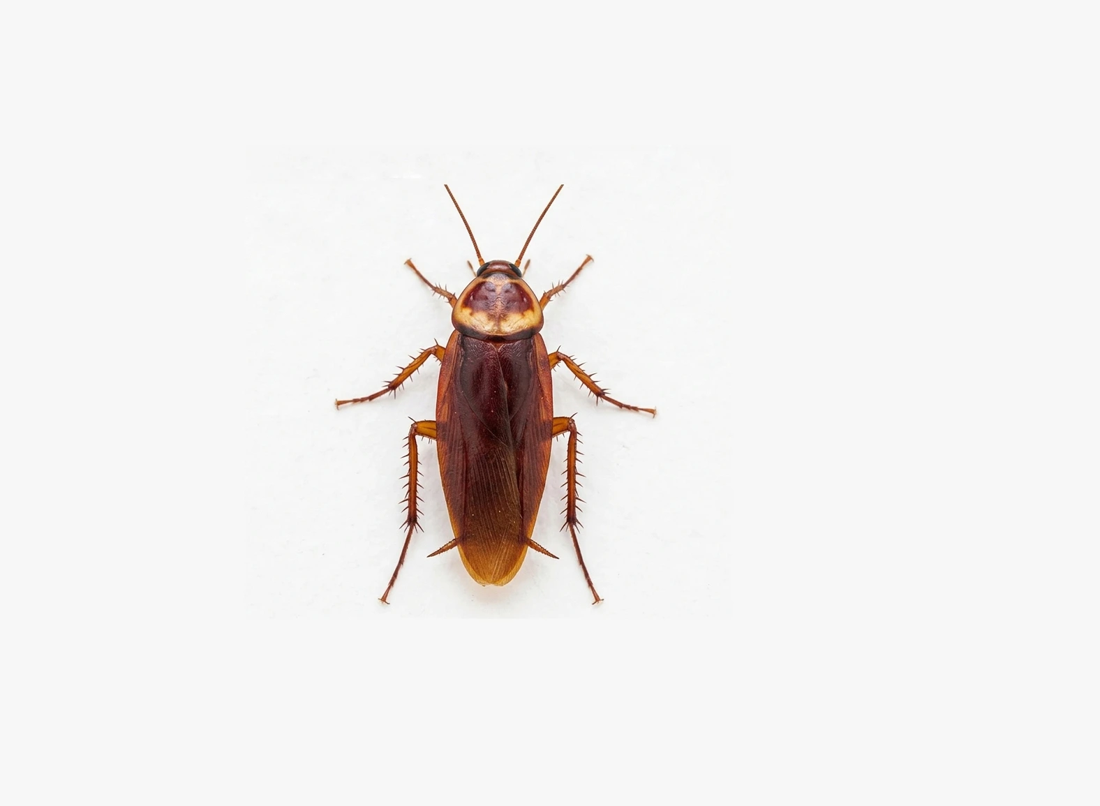 Barata Americana Periplaneta americana